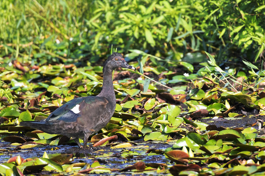 Muscovy Duck