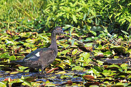 Canard musqué