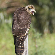 Yellow-headed Caracara