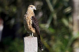 Yellow-headed Caracara