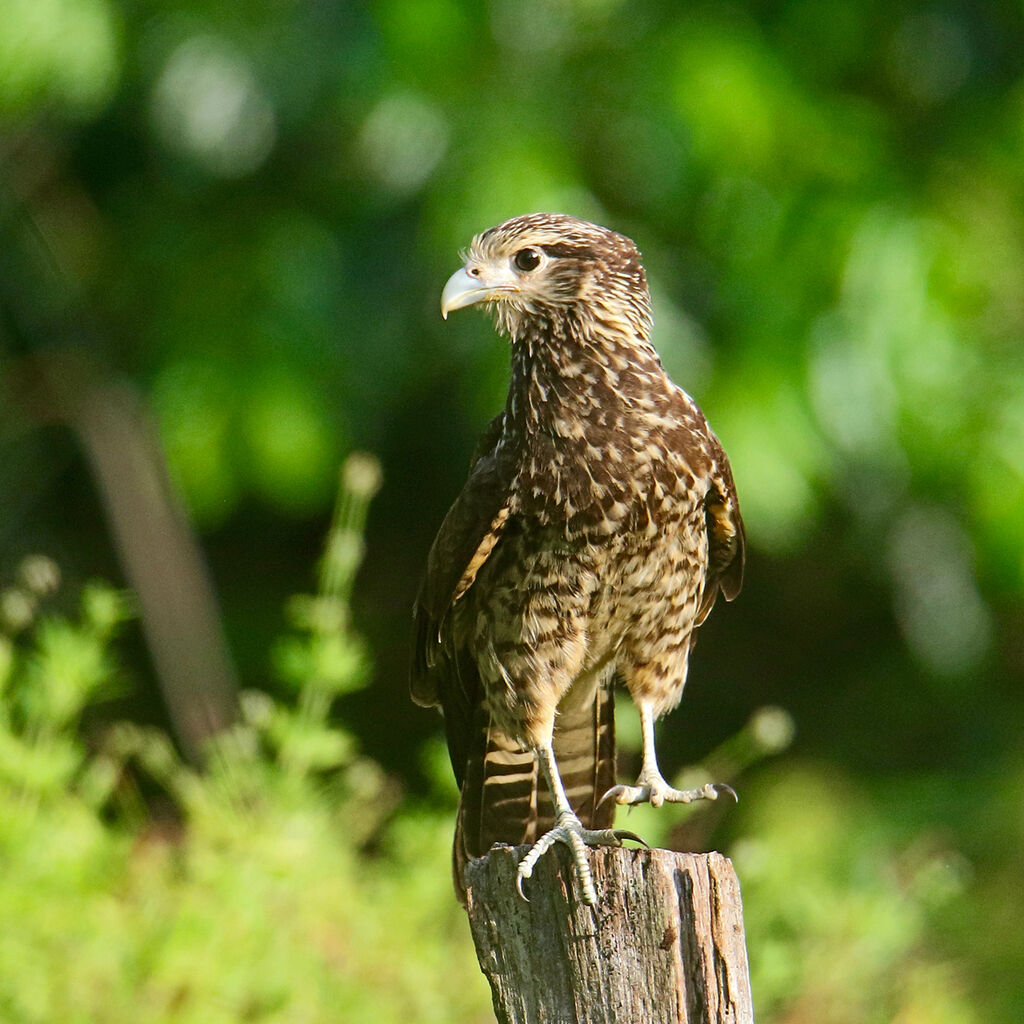 Caracara à tête jaunejuvénile