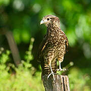 Yellow-headed Caracara