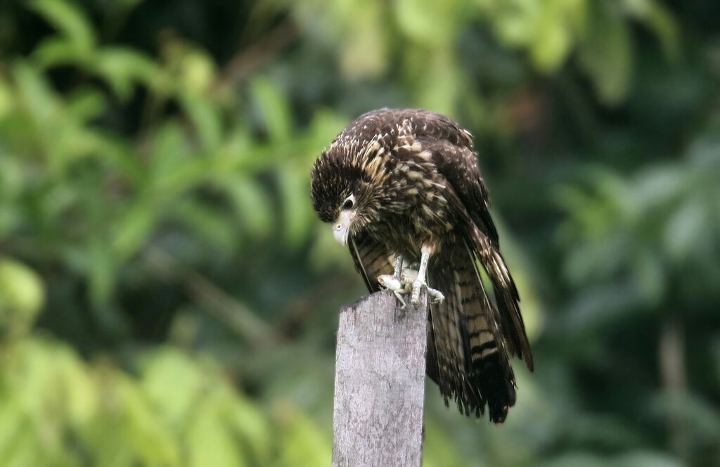 Caracara à tête jaunejuvénile, mange