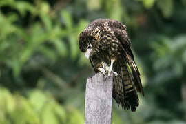 Yellow-headed Caracara