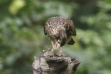 Caracara à tête jaune