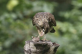 Yellow-headed Caracara