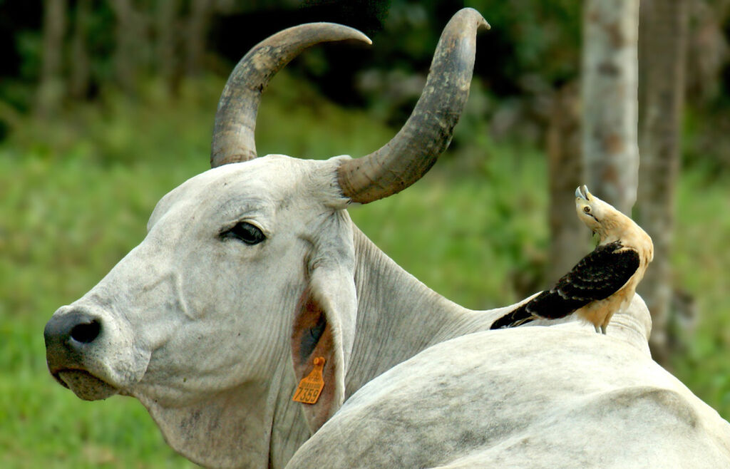 Yellow-headed Caracara