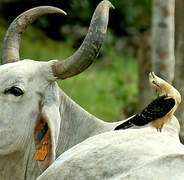 Yellow-headed Caracara