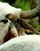 Yellow-headed Caracara