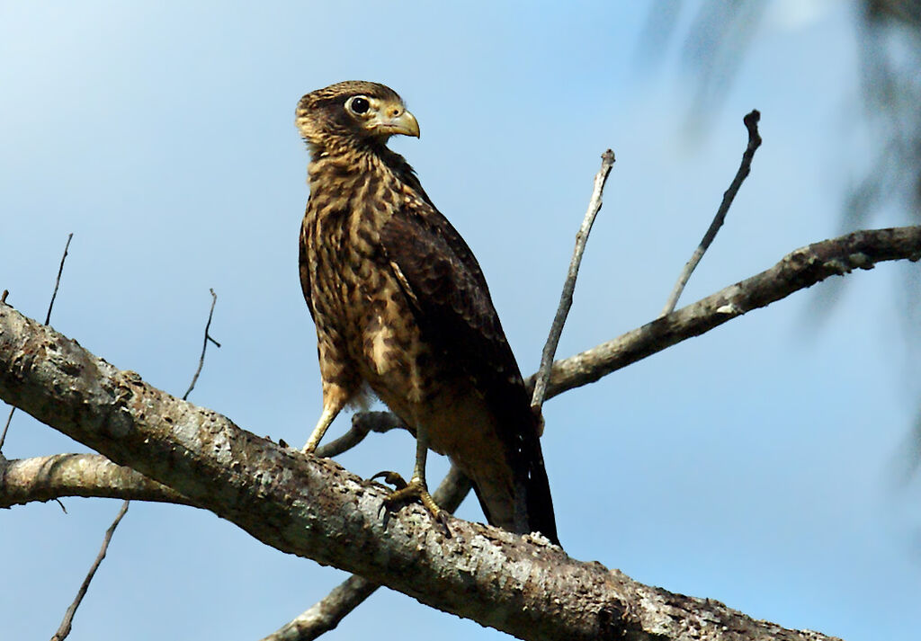 Caracara à tête jaune, identification