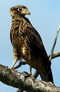 Caracara à tête jaune