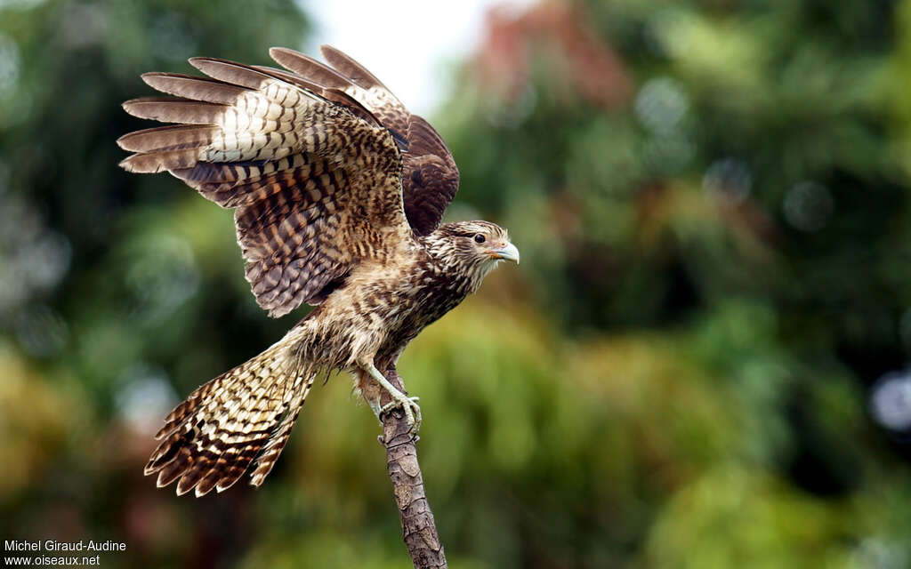 Caracara à tête jauneimmature, Vol