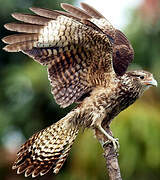 Yellow-headed Caracara