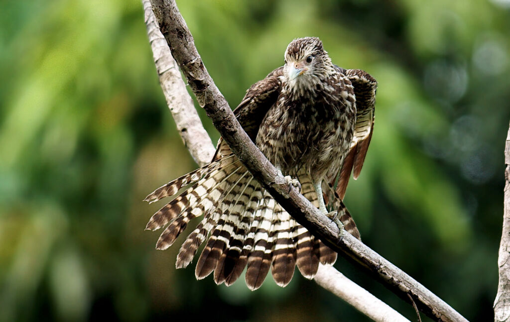 Yellow-headed Caracaraimmature