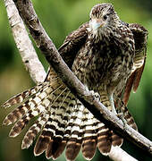 Yellow-headed Caracara