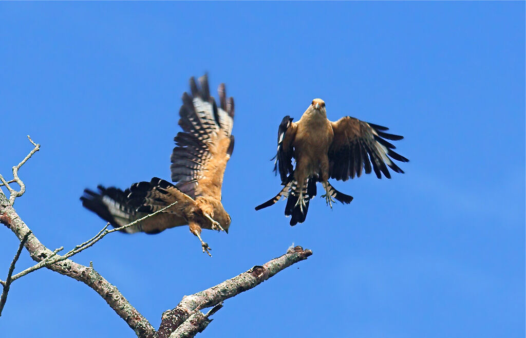 Yellow-headed Caracara adult, Flight