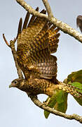 Yellow-headed Caracara