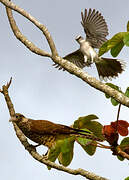 Yellow-headed Caracara