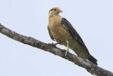 Caracara à tête jaune