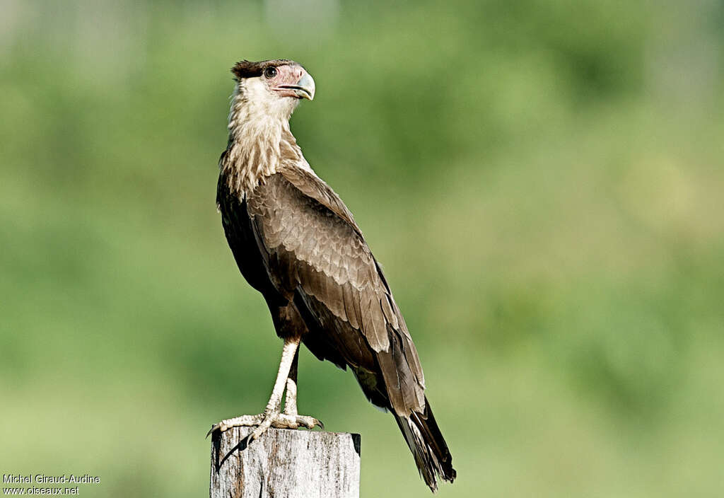 Northern Crested Caracarajuvenile, identification