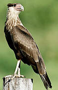 Northern Crested Caracara