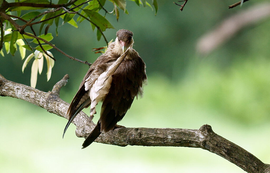 Crested Caracara (cheriway)juvenile