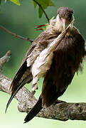 Northern Crested Caracara