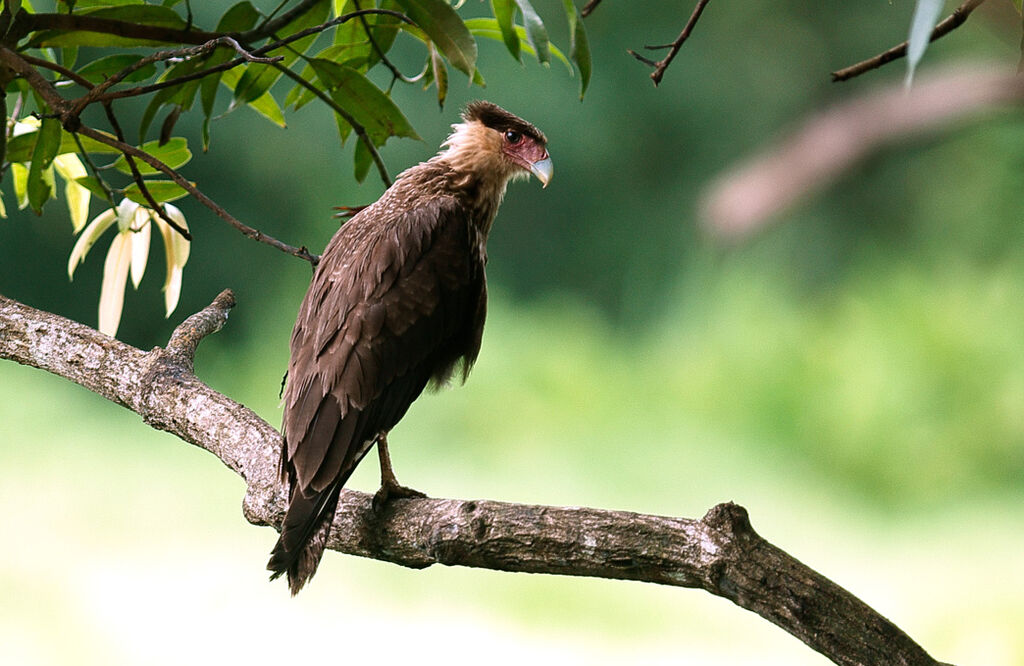 Northern Crested Caracarajuvenile