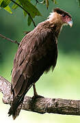 Crested Caracara (cheriway)