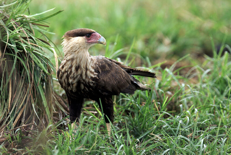 Crested Caracara (cheriway)immature