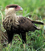 Northern Crested Caracara