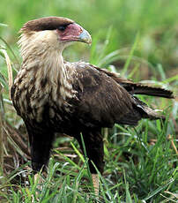 Caracara du Nord