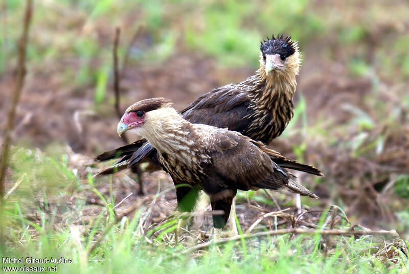 Crested Caracara (cheriway)immature, pigmentation