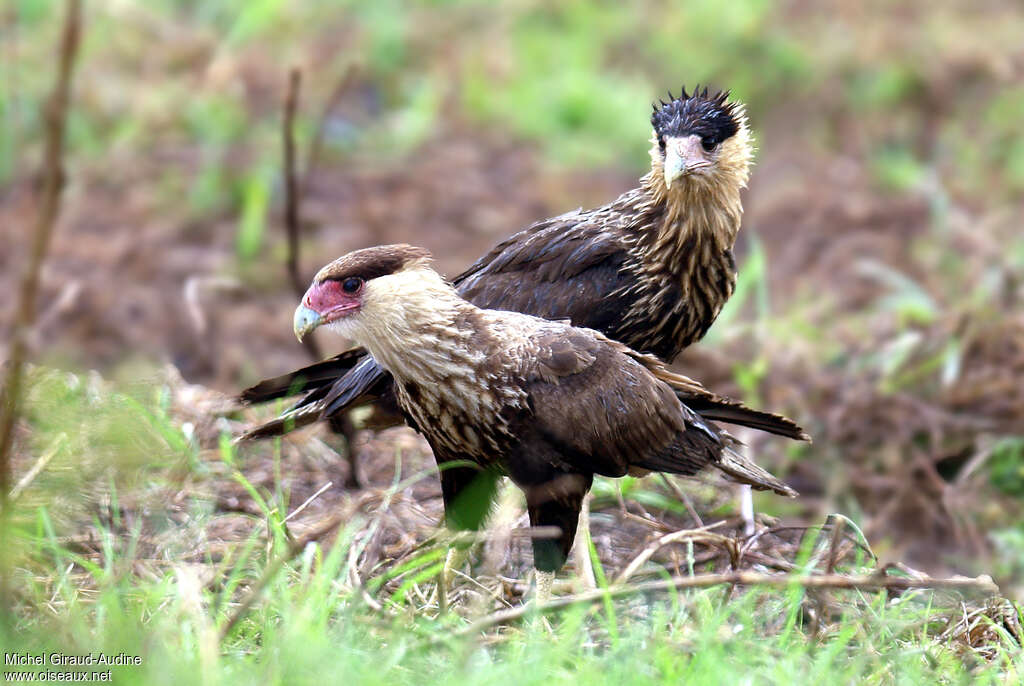 Caracara du Nordimmature, pigmentation