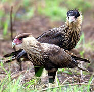 Northern Crested Caracara