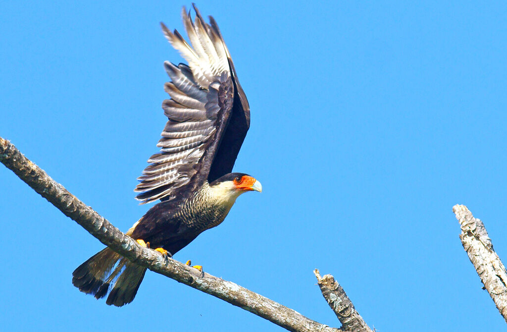 Northern Crested Caracaraadult