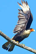 Northern Crested Caracara