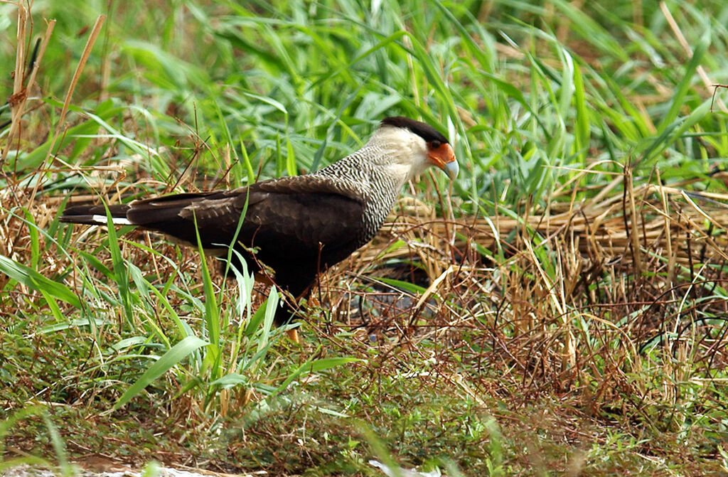 Caracara du Nordadulte