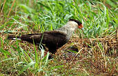 Caracara du Nord