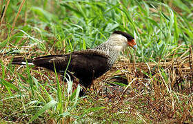 Northern Crested Caracara