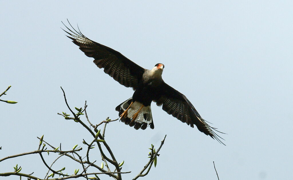 Northern Crested Caracara