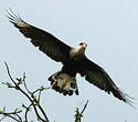 Caracara du Nord