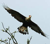 Northern Crested Caracara