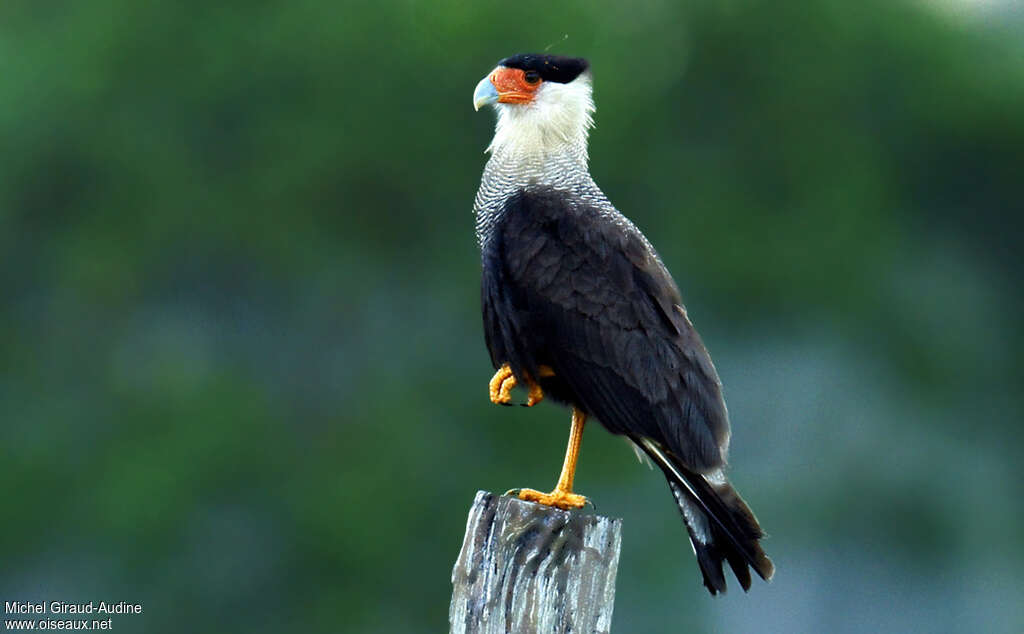 Crested Caracara (cheriway)adult, identification