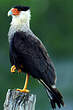 Caracara du Nord