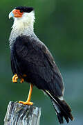 Crested Caracara (cheriway)