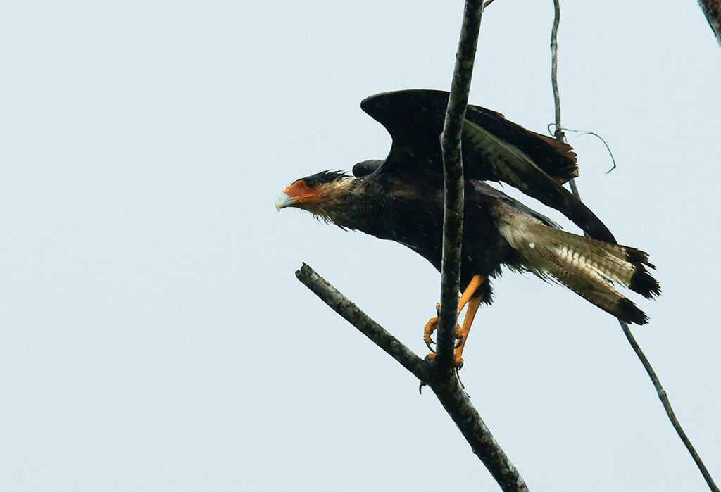 Northern Crested Caracara