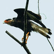 Northern Crested Caracara