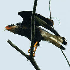 Caracara du Nord