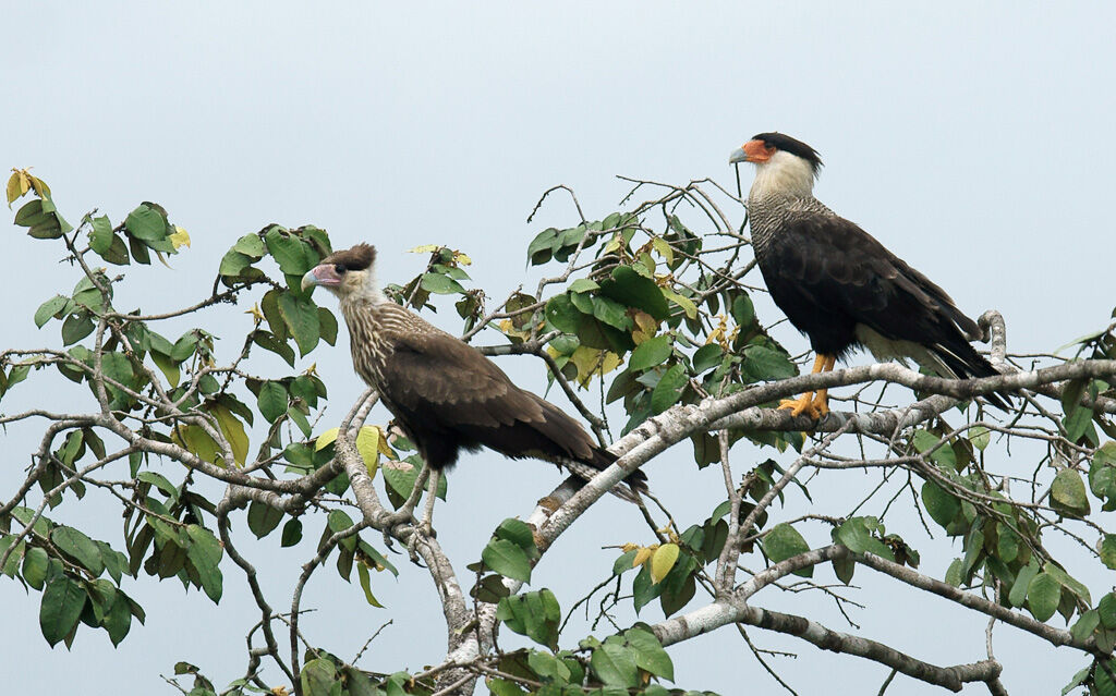 Crested Caracara (cheriway)adult